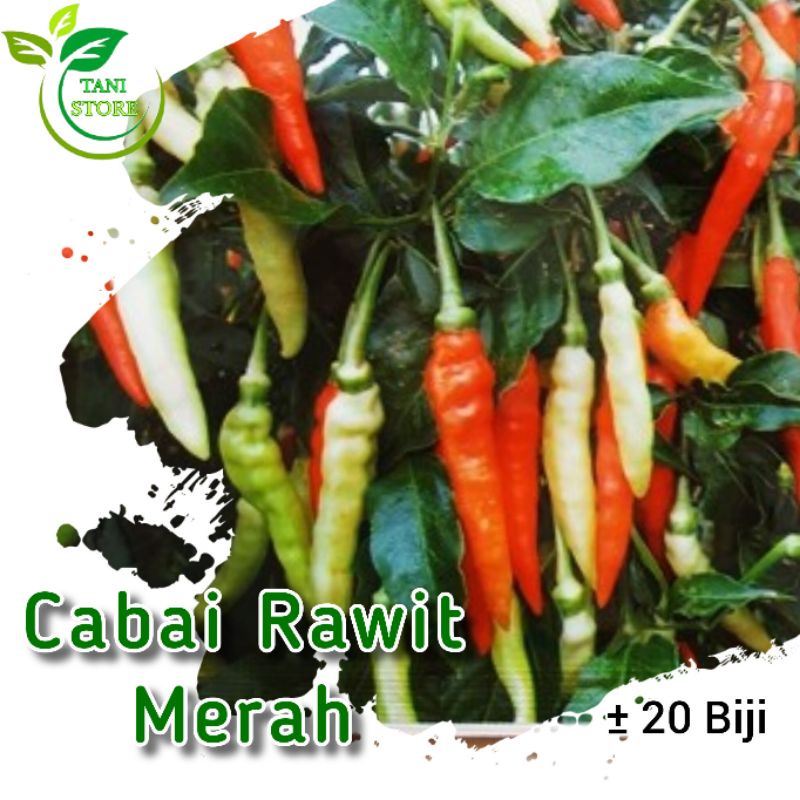 ±25 Biji benih cabe rawit merah si gantung_bibit cabai