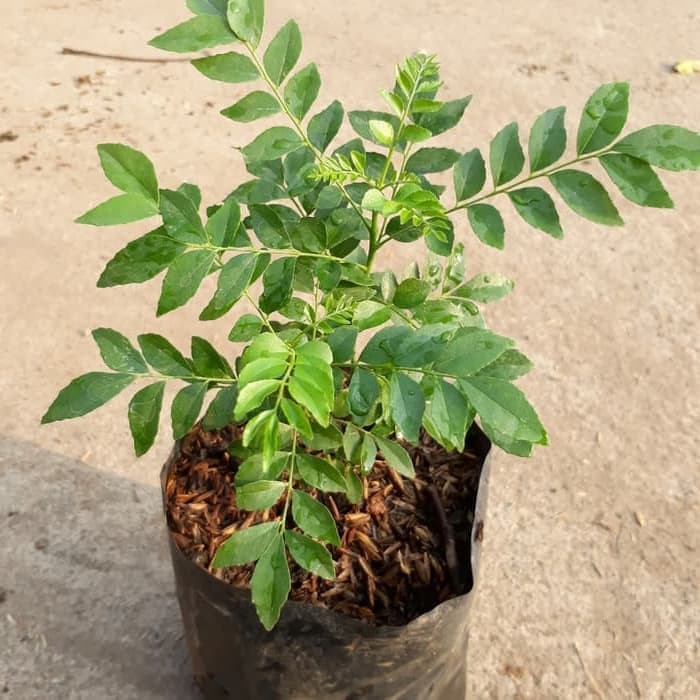 Bibit Tanaman Salam Koja Daun Kari Pohon Kari Untuk Bumbu Bibit Tanaman Salam Koja Daun Kari Pohon Kari Untuk Bumbu