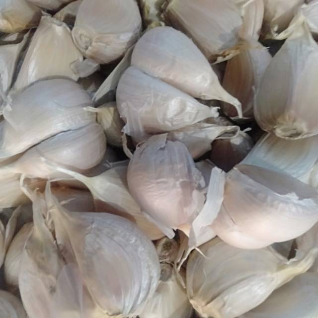

Bawang putih kating