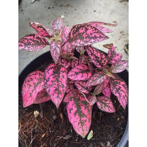 Tanaman Hias Daun Hypoestes Polkadot merah - Tanaman Indoor Polkadot Plant - Bibit Tanaman Daun Hidup Hipotes