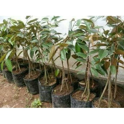 Bibit Tanaman Buah Durian Montong Kaki 3 TrM