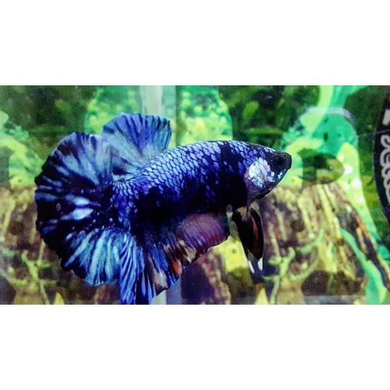 IKAN CUPANG AVATAR GORDON