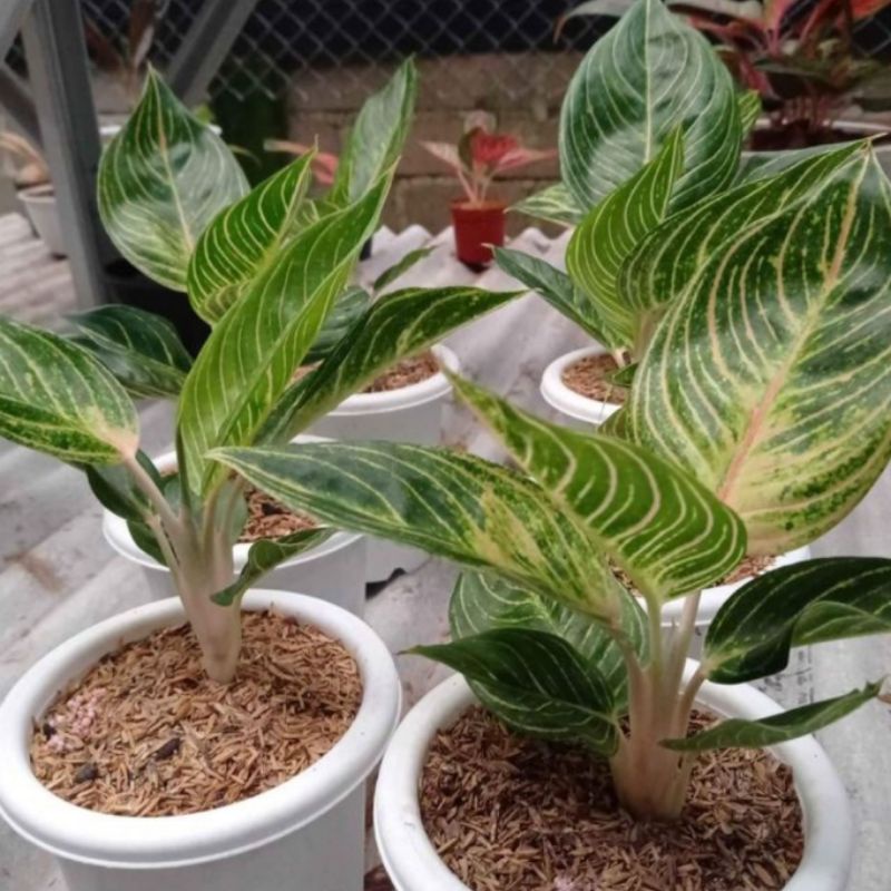 Bunga aglonema Queen of Siam (QOS) quen of siam