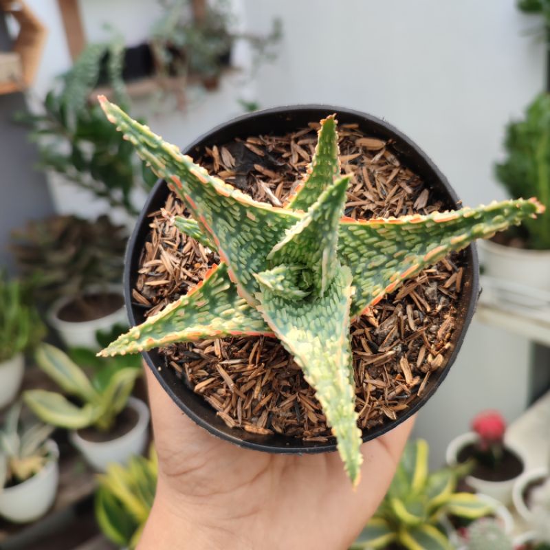 Aloe Bright Amber | DP 10cm