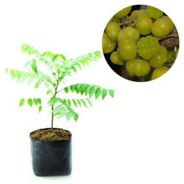 Jual Tanaman Buah Cermai Indonesia Shopee Indonesia