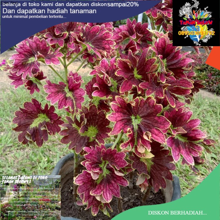 Miana Kipas Merah Tanaman Hias Daun Miana Kipas Merah