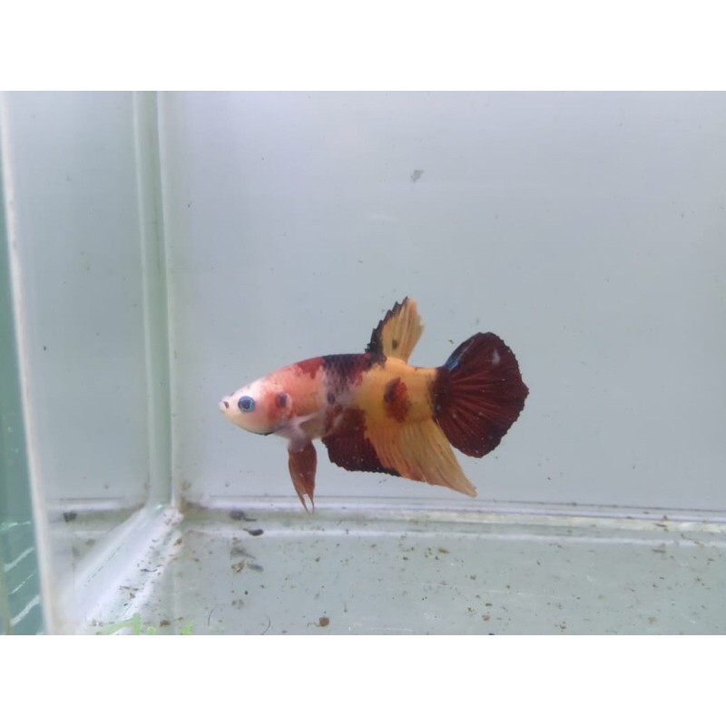 

cupang nemo clasic