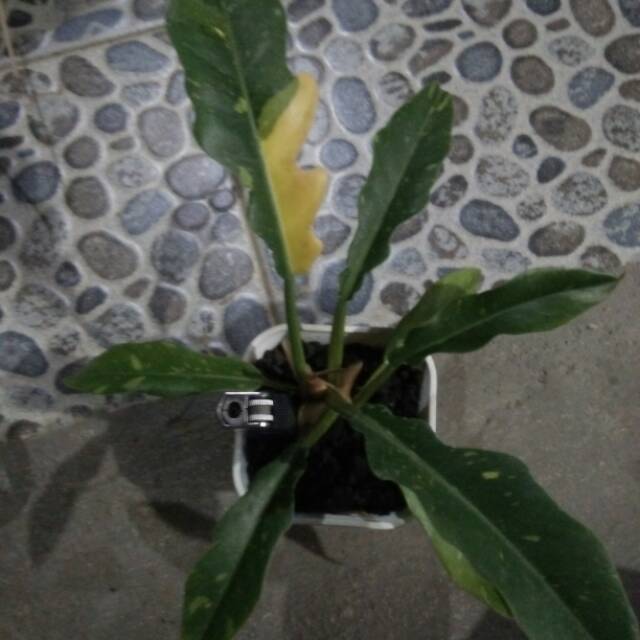 Philodendron ring of fire varigata