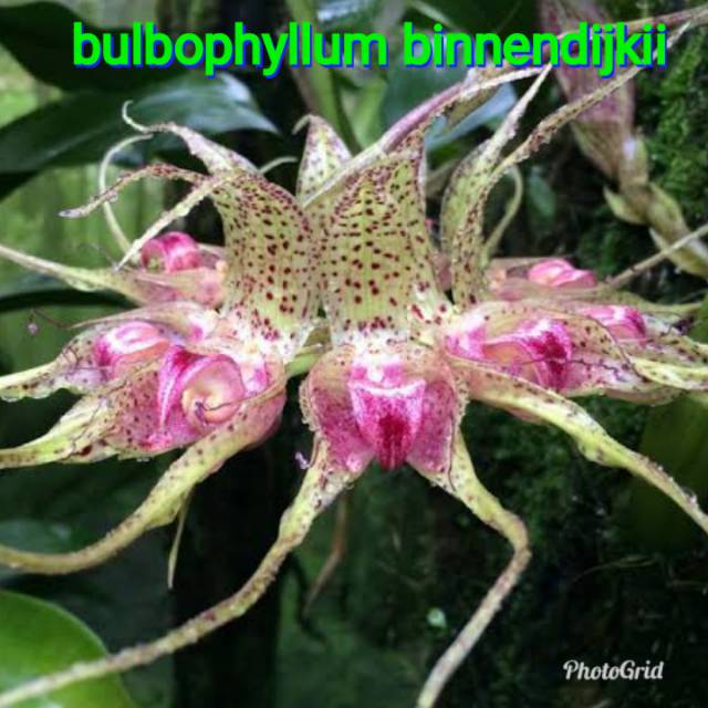 anggrek bulbo bulbophyllum binnendijkii gurita 3-5 batang