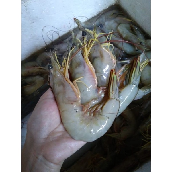 Jual Udang Jerbung Segar Jumbo Shopee Indonesia