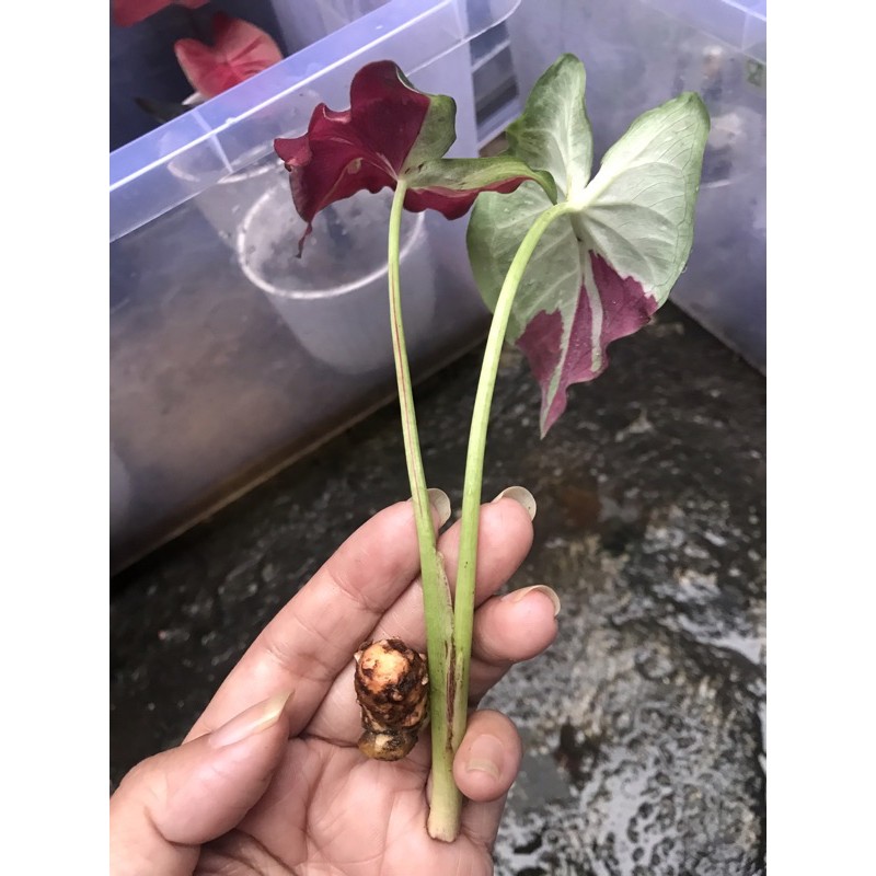 Bonggol keladi Cat tumpah/sycool