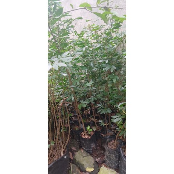 kaliandra surinamensis