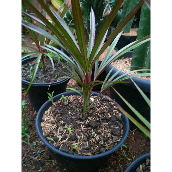 Tanaman Hias Palem Anggur Merah