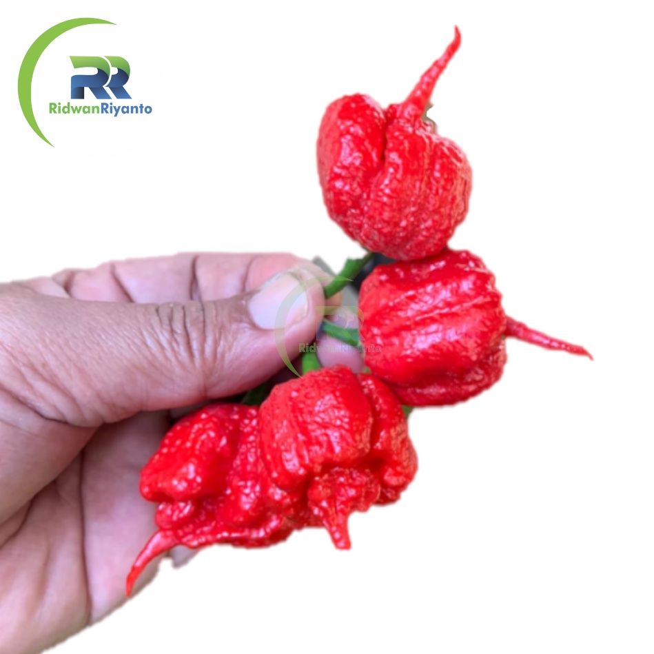 BUAH Cabai CAROLINA REAPER RED Cabe Terpedas Nomor 1 di Dunia Versi Guinness World Record