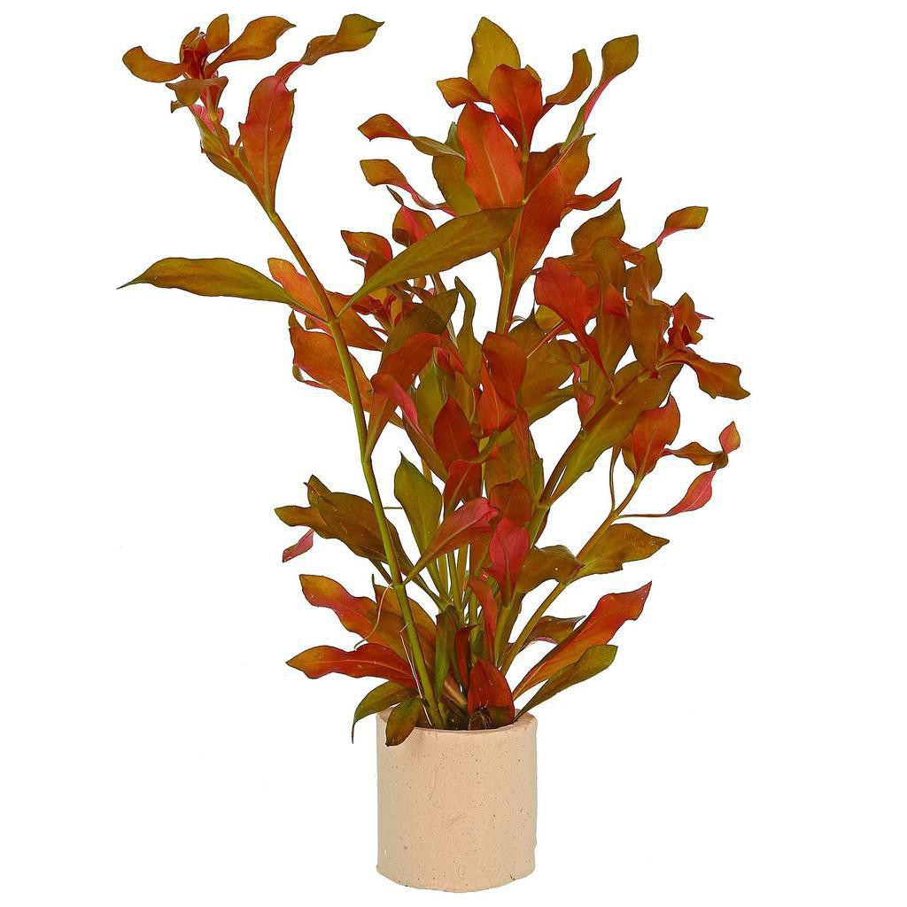 ludwigia repens tanaman aquascape - tanaman air aquarium - tanaman aquascape low co2