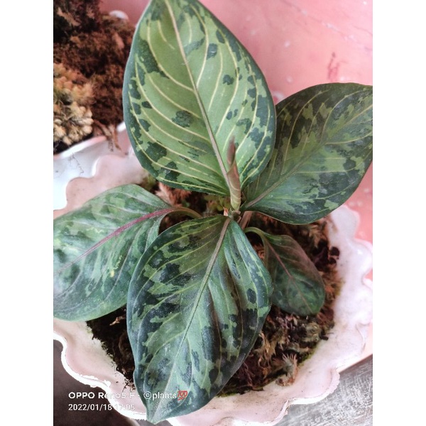 Tanaman Hias aglonema Rotundum Aceh pictum triicolour  rawatan