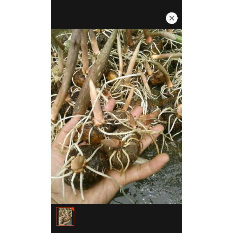 bibit porang umbi 1kg isi 10-40