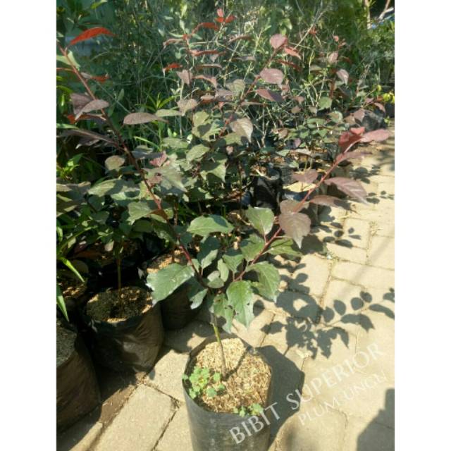 BIBIT BUAH PLUM UNGU