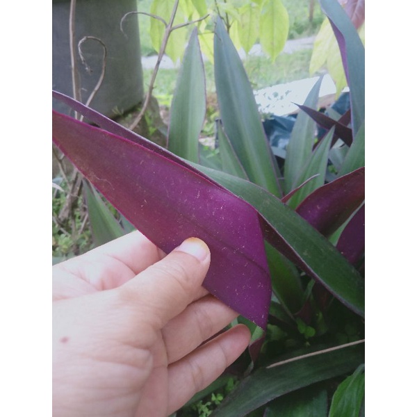 tanaman hias adam hawa hijau ungu besar | adamhawa | ungu | murah