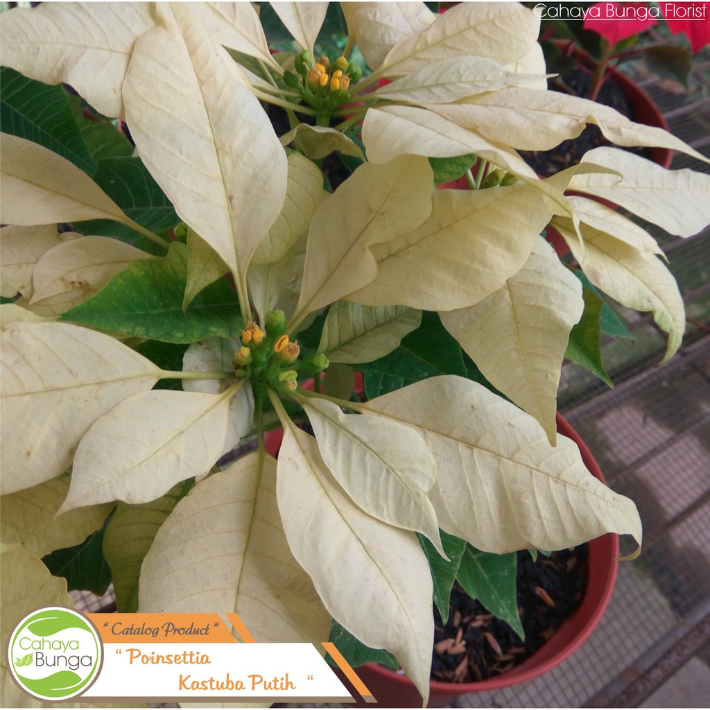 Tanaman Hias Kastuba Putih
