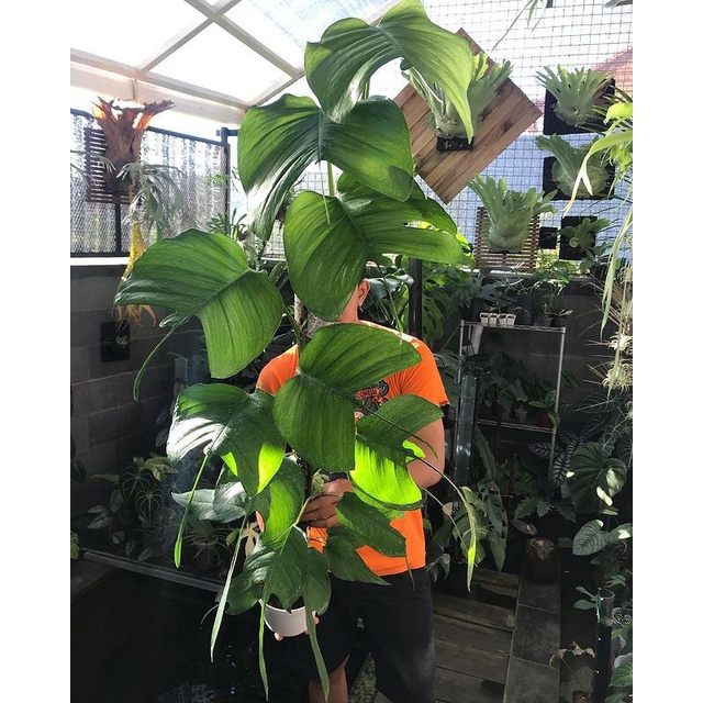 tanaman hias philodendron epiprenum skeleton key