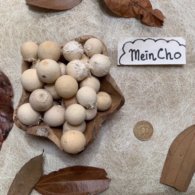 (500gr/150 biji) Kolase Biji Nyamplung Biji Nyamplungan Kepala Boneka Properti Foto Dekorasi Rustik