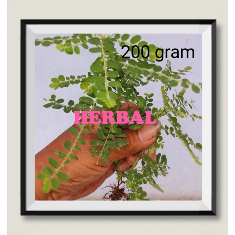 

Daun Herbal Meniran Untuk Daya Tahan Tubuh dan Mengurangi Sekresi Asam Lambung