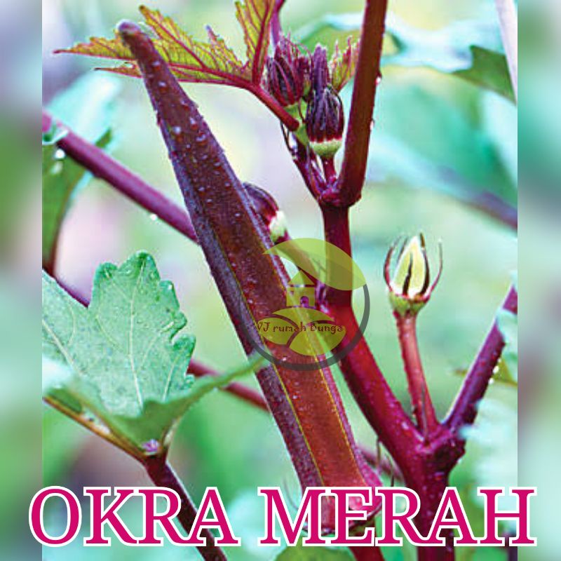 Benih okra merah