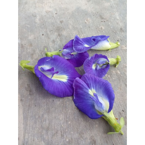 

Bunga Telang Fresh (10 gram)
