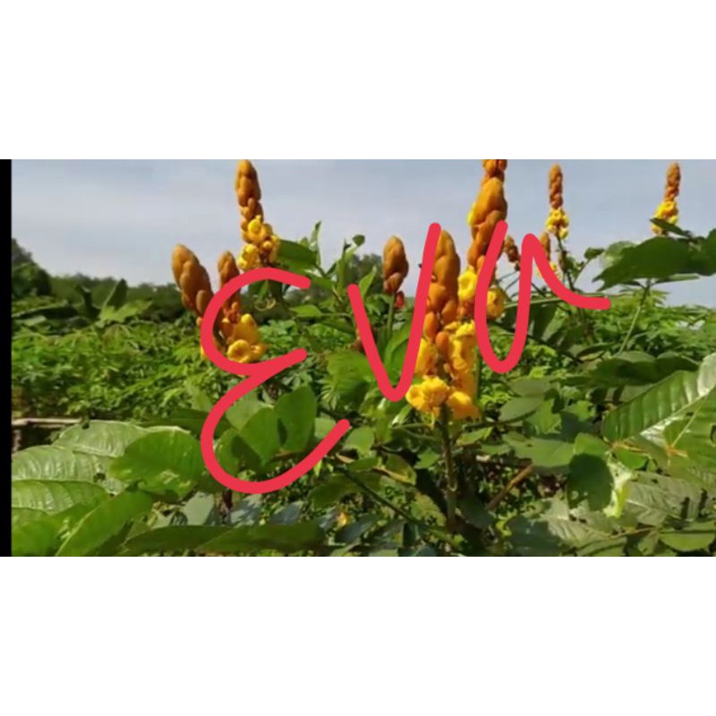 

Daun gelinggang/ketepeng segar 1 kg