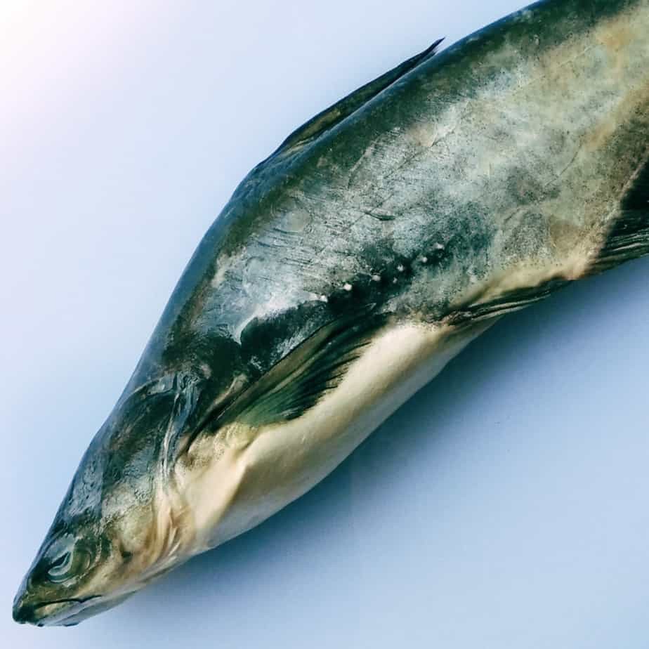 

Ikan patin hitam 1kg