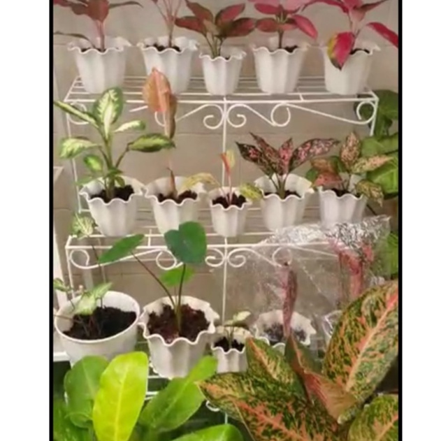 DTproject - Rak besi Rak tanaman Rak bunga Rak susun Rak serbaguna