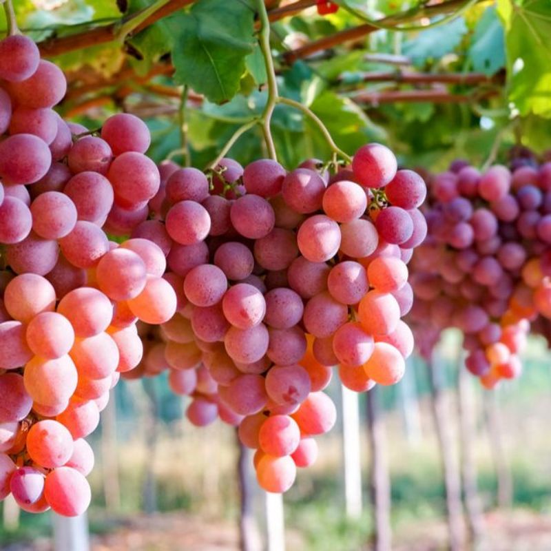 bibit tanaman anggur merah jumbo