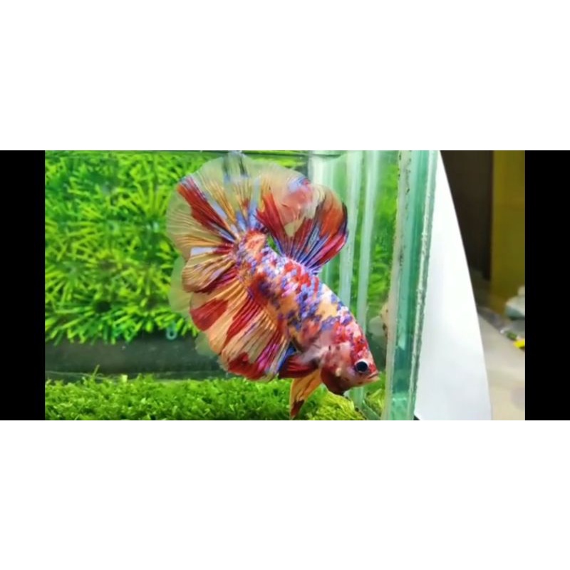 ikan cupang giant multicolour