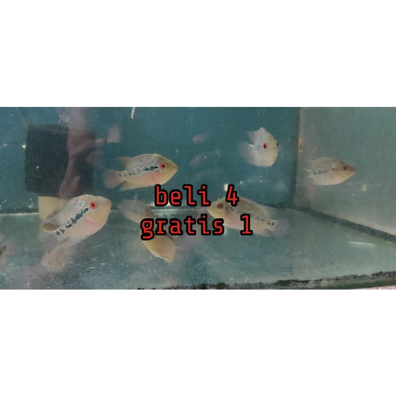 ikan hias lohan cencu louhan cencu