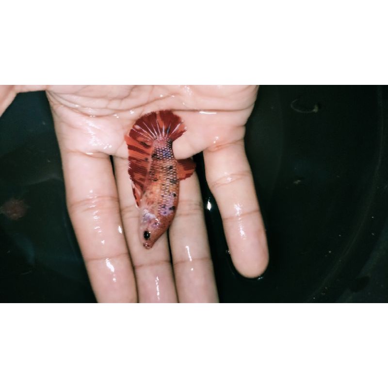 Cupang Betina Giant Multi BO 5