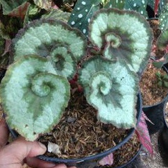 Tanaman Hias Begonia Escargott/Tanaman Hias Begonia Keong/Tanaman Hias Begonia Unyeng