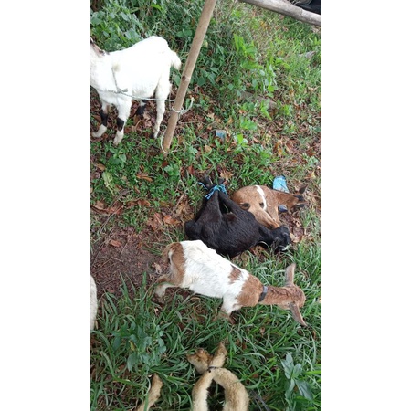 kambing kacang anak hidup