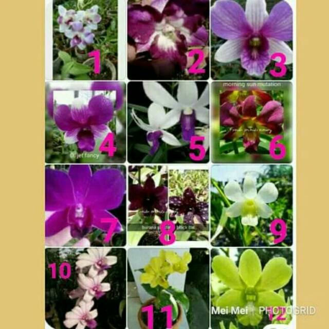 Anggrek Dendrobium Aneka Warna Sudah Kuncup Spike Shopee Indonesia