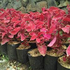 Tanaman Hias Red Coleus taman - miana - ingler - BAKUL KEMBANG