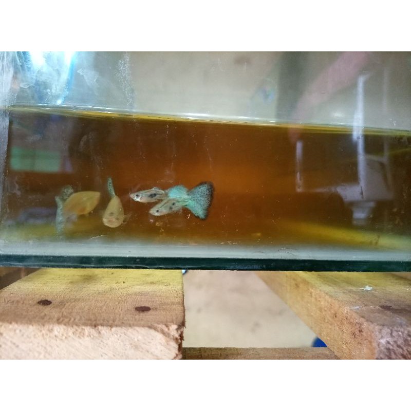 ikan guppy blue gres indukan siap breed 1 pasang