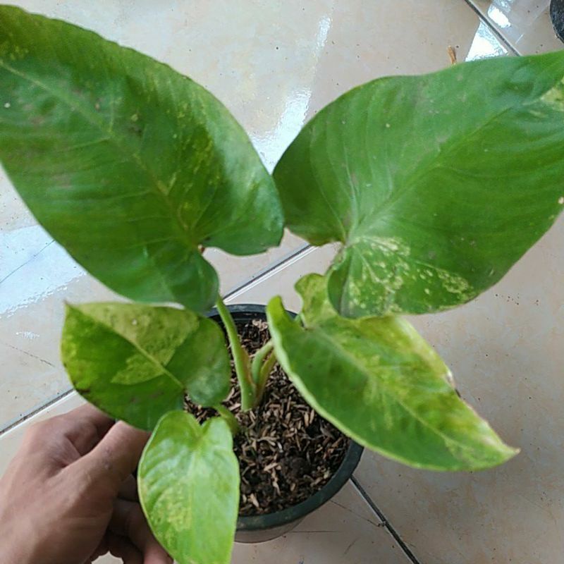 homalomena sp varigata(aurea)