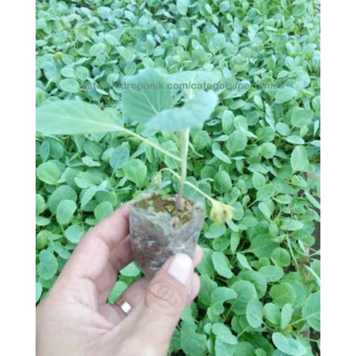 BIBIT KOL (KUBIS) KUBIS 15POHON