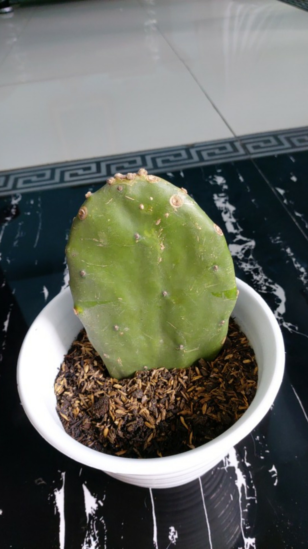 Promo‼️kaktus Centong