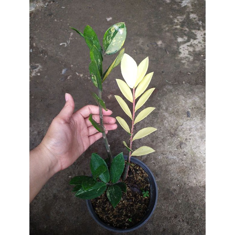 zamia culcas varigata. zamia dolar varigata. zamia kulkas varigata