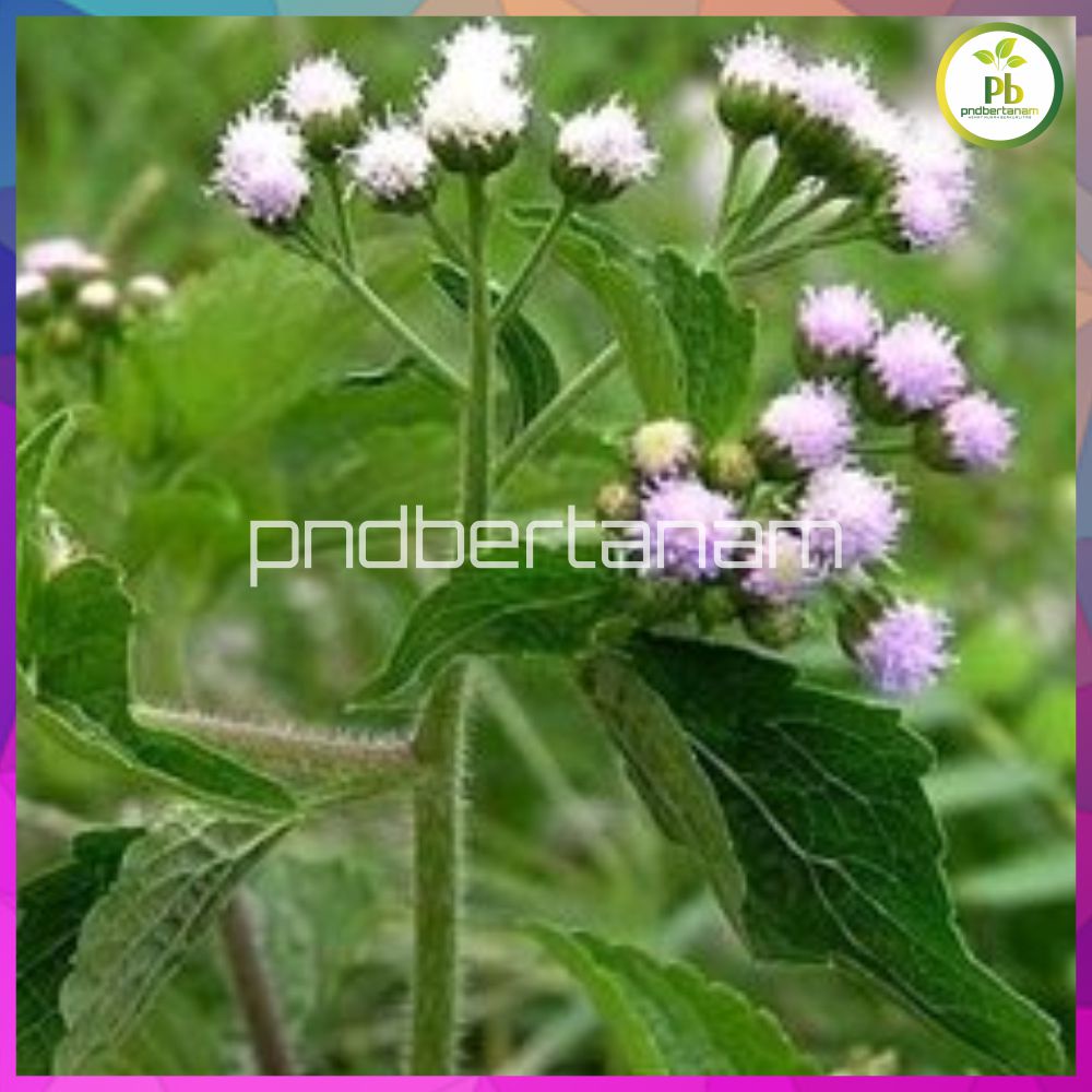 

DAUN BANDOTAN SEGAR / DAUN BABADOTAN KISTA ASAM URAT DIABETES