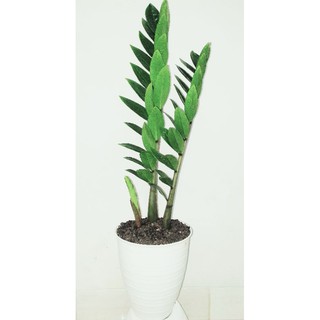 Tanaman Hias ZZ Plant Zamioculcas zamiifolia indoor 