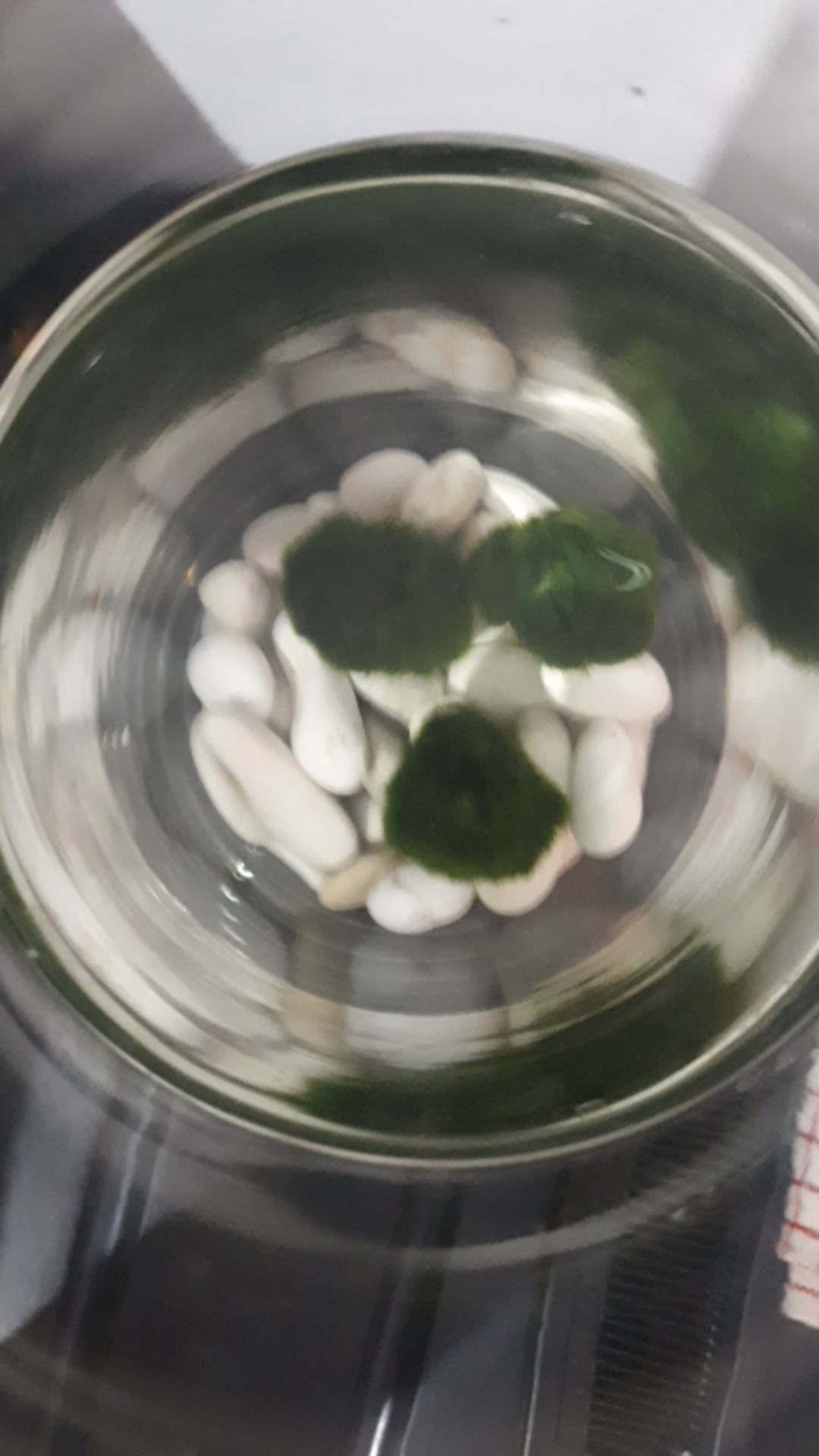 Marimo Moss Ball Alga Jepang Satuan Ukuran 3 - 3.5 Cm