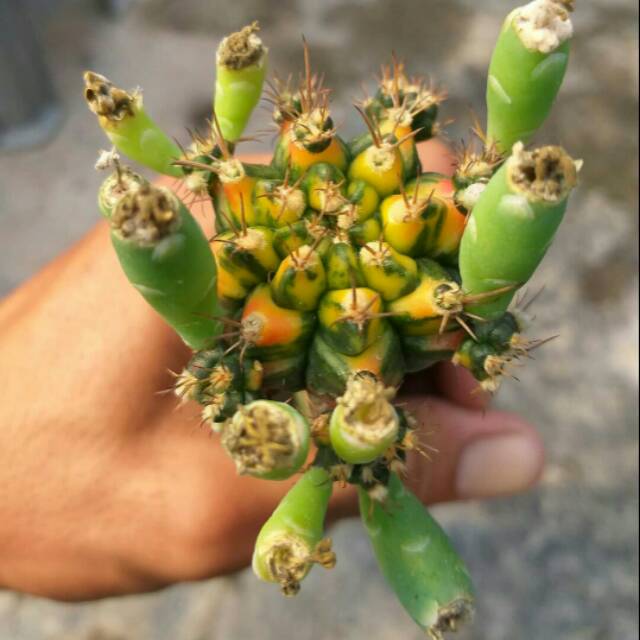 Paket 10pcs biji benih kaktus gymnocalycium mihanovichi T31115