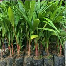 PROMO Palem merah tinggi satu meter unggul | tanaman hias palem merah